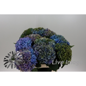 Hydrangea royal parade classic