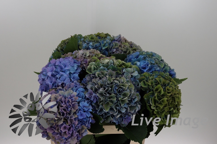 <h4>Hydrangea royal parade classic</h4>