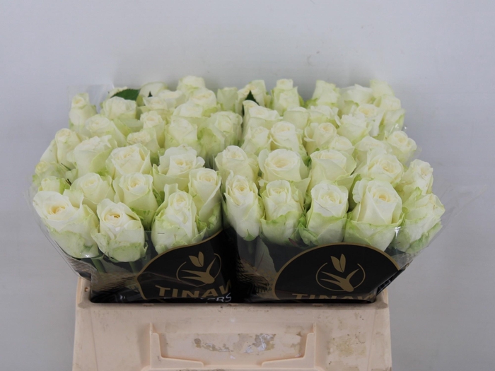 <h4>R GR COUNTDOWN!</h4>