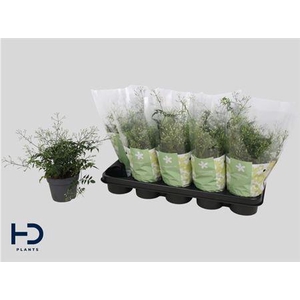 Jasm Polyanthum Wit 22 Bloementrosen+++