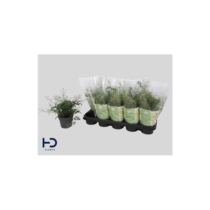 <h4>Jasm Polyanthum Wit 22 Bloementrosen+++</h4>