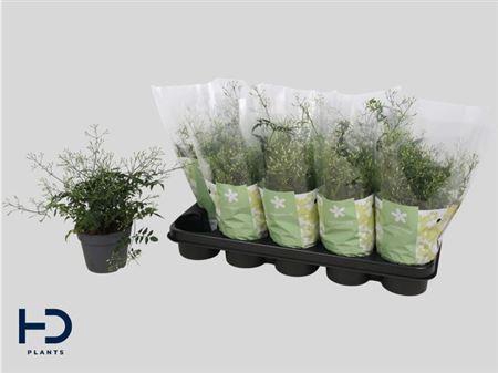 Jasm Polyanthum Wit 22 Bloementrosen+++