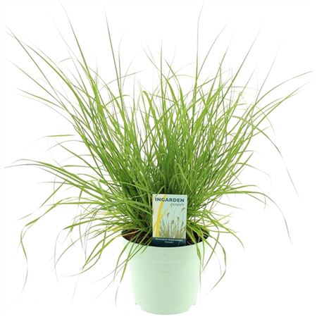 <h4>Pennisetum Alopecuroides 'hameln'</h4>