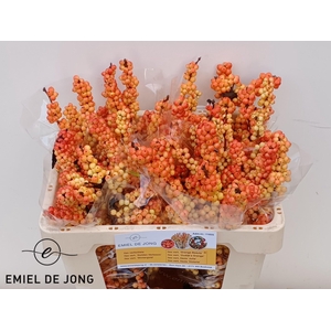 ILEX ILEXIA VICTORIA