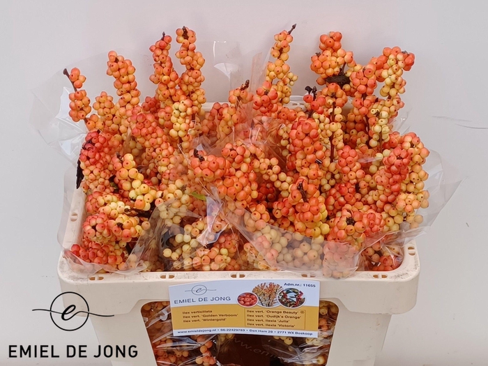 <h4>ILEX ILEXIA VICTORIA</h4>