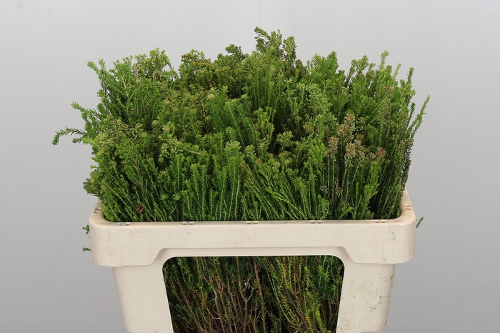 <h4>Kaaps Groen Agatosma</h4>