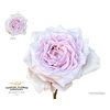 Rosa Garden Arya