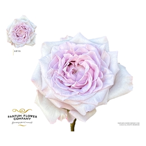Rosa Garden Arya