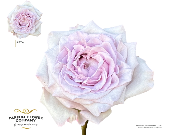 <h4>Rosa Garden Arya</h4>