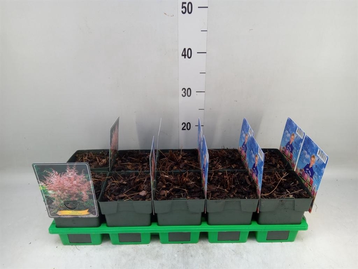 <h4>Astilbe simplicif. 'Inshriach'</h4>