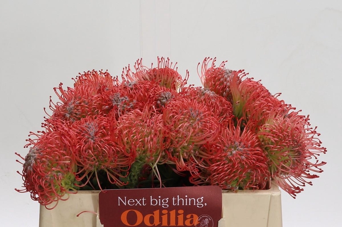 <h4>Nutans Ayoba Pink</h4>