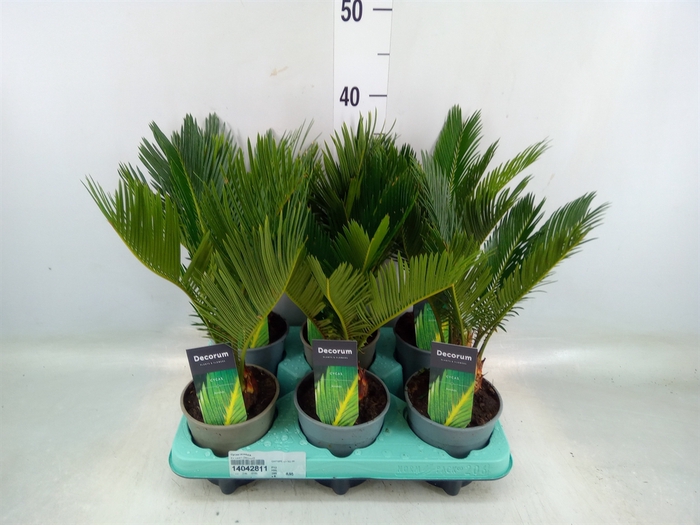 <h4>Cycas revoluta</h4>