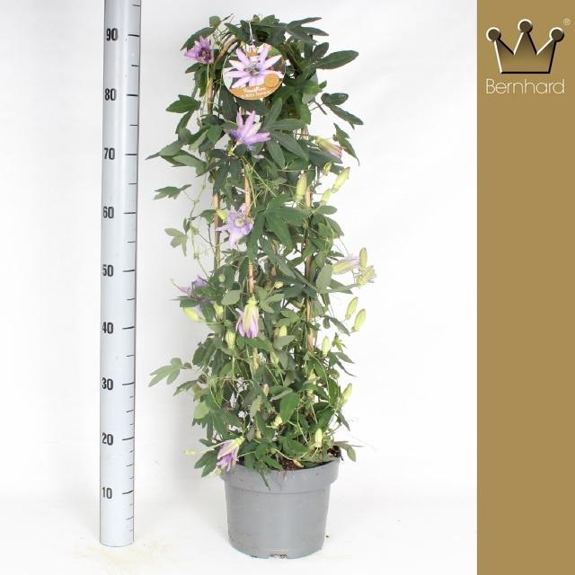 <h4>PASS PURPLE PASSION</h4>