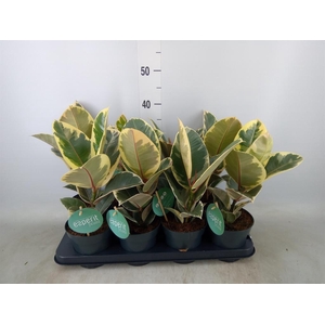 Ficus elastica 'Tineke'