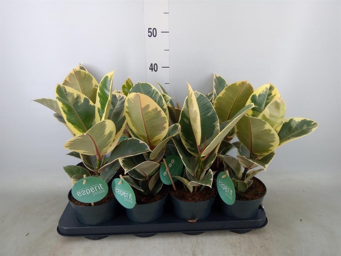 <h4>Ficus elastica 'Tineke'</h4>