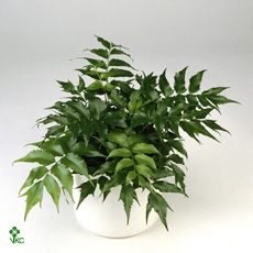 Cyrtomium (Aspidium) 12Ø 20cm