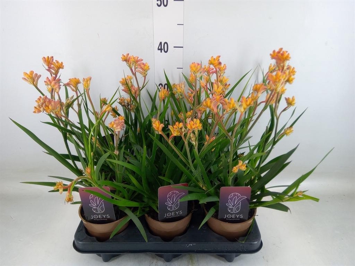 <h4>Anigozanthos   ...</h4>