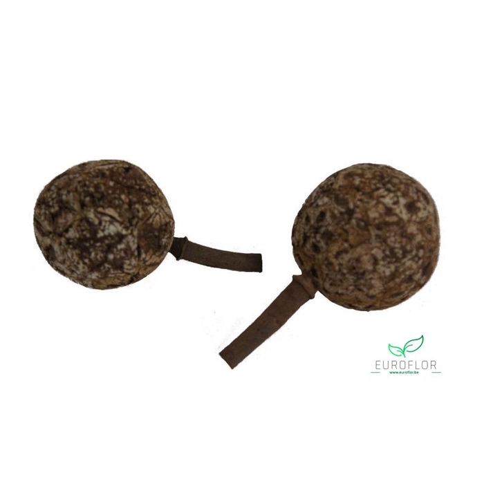 <h4>MALUKU FRUIT NATURAL 120GR 6pcs</h4>