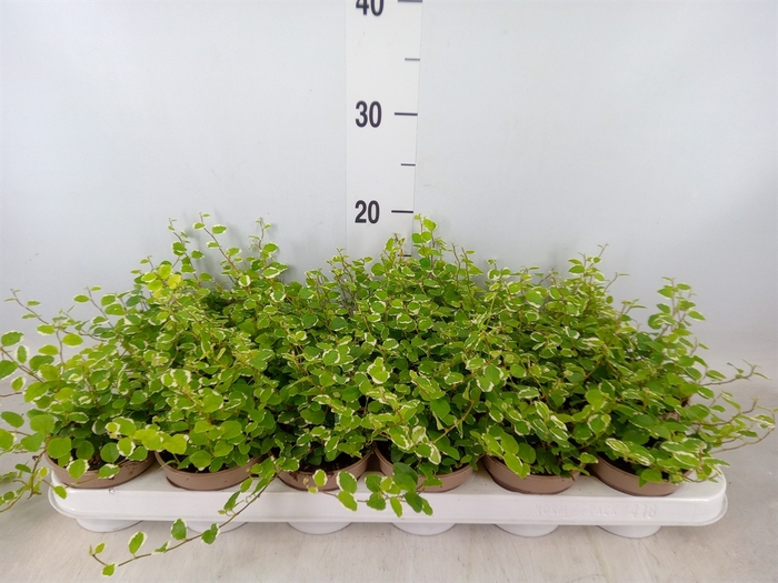 <h4>Ficus pumila 'White Sunny'</h4>