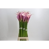 Zantedeschia Eydolls Purple Pink