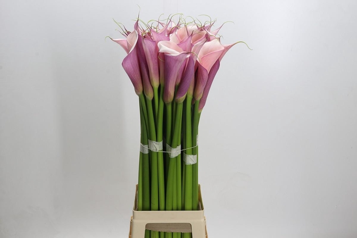 <h4>Zantedeschia Eydolls Purple Pink</h4>