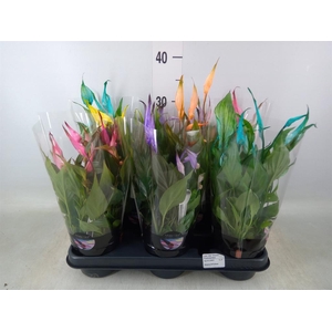 Spathiphyllum  'Chopin'