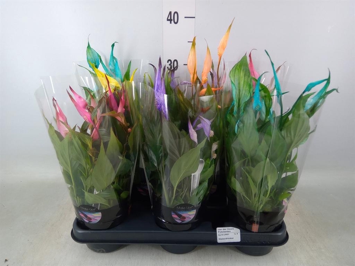 <h4>Spathiphyllum  'Chopin'</h4>