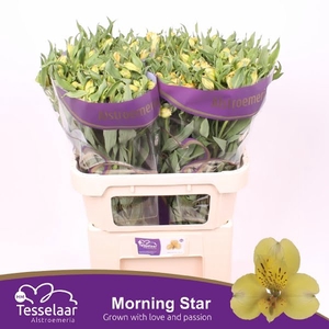 ALSTR MORNING STAR