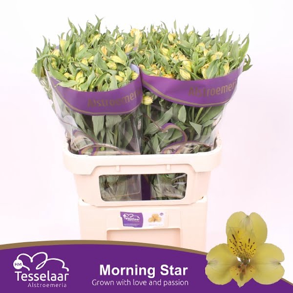 Alstr Morning Star Extreme