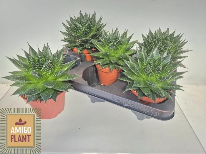 <h4>ALOE SAFARI AMI</h4>