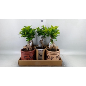 Ficus microcarpa 'Ginseng'
