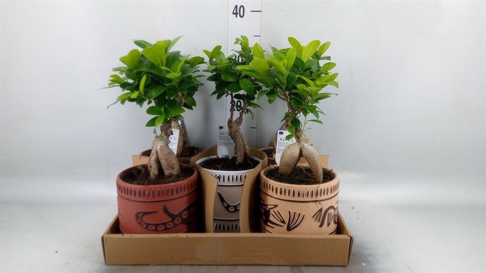 <h4>Ficus microcarpa 'Ginseng'</h4>