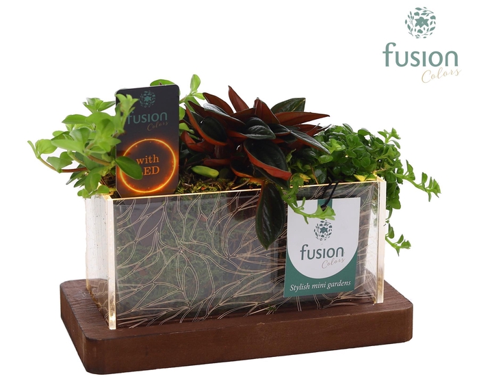 <h4>Acryl bakje LED rechthoek met Arrangement</h4>