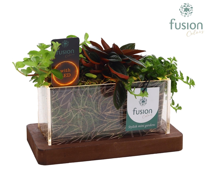 <h4>Acryl bakje LED rechthoek met groen Arrangement</h4>