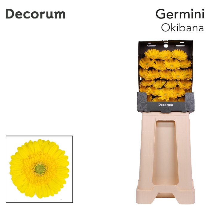 <h4>Germini Okibana Diamond</h4>