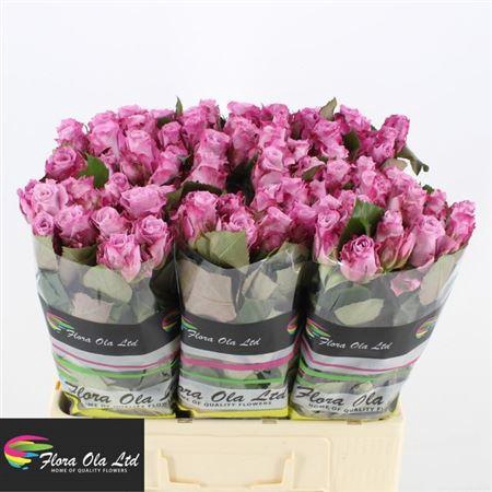 <h4>R Gr Maritim</h4>