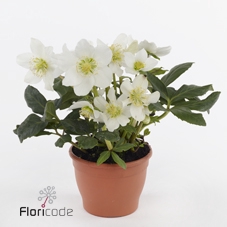 .Helleborus niger advent star