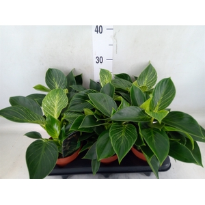 Philodendron   ...