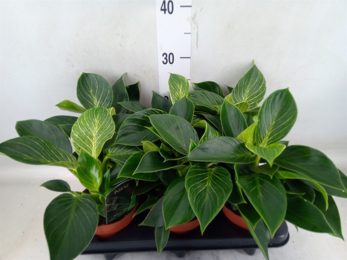 <h4>Philodendron   ...</h4>