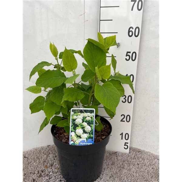 <h4>Hydrangea arb. Annabelle 50-60 P26</h4>