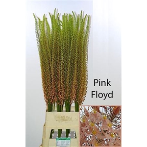 Eremurus Pink Floyd