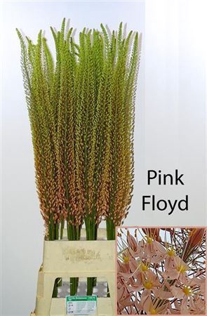 <h4>Eremurus Pink Floyd</h4>