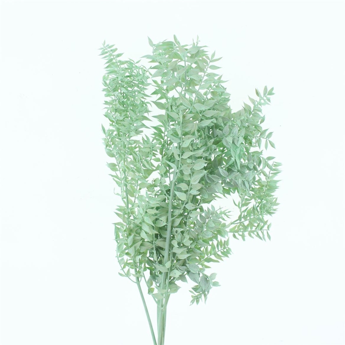 <h4>Pres Ruscus Bleached Pastel Mint Green Per Stem</h4>