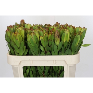 Leucadendron Goldstrike