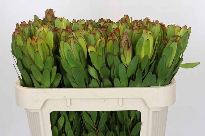 <h4>Leucadendron Goldstrike</h4>
