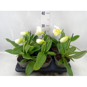 Paphiopedilum  'Amerikaanse hybrid'
