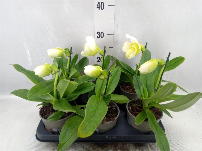 <h4>Paphiopedilum  'Amerikaanse hybrid'</h4>