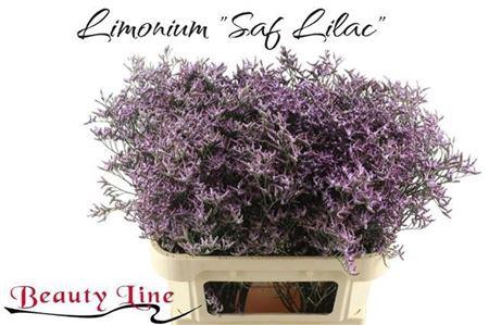 <h4>LIM SAF LILAC</h4>