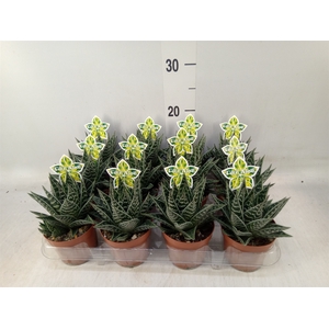 Aloe aristata 'Tiki Tahi'