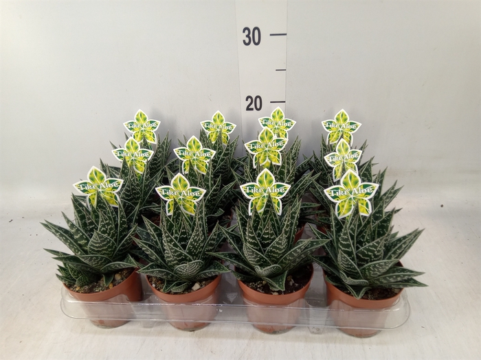 <h4>Aloe aristata 'Tiki Tahi'</h4>